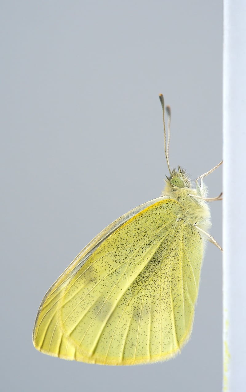 Butterfly Insect Macro Animal