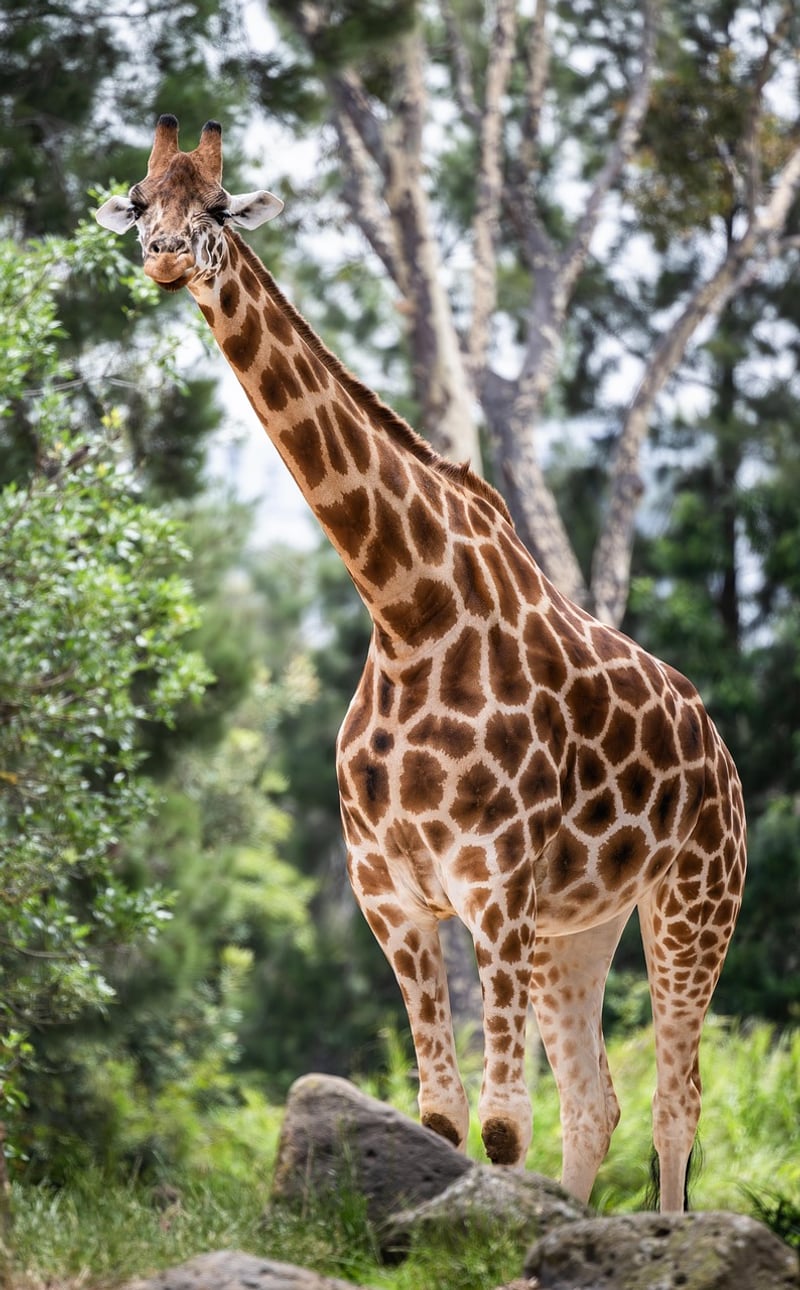 Giraffe Wildlife Conservation